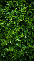 Fototapeta na wymiar a green hedge with small plants on it, in the style of decorative backgrounds, high-angle, high resolution