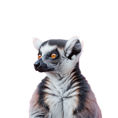 Lemur resting on transparent against transparent Background