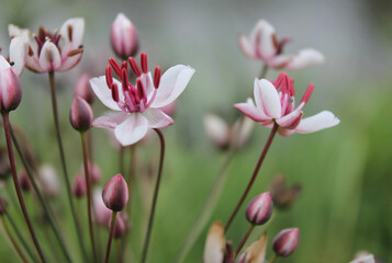 Obraz premium Photo of a Butomus umbellatus flower. High quality photo