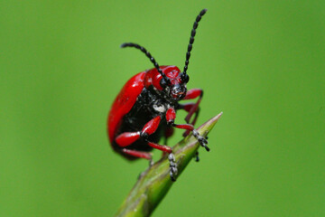 Lilioceris merdigera
