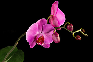 Beautiful pink orchid isolated on a black background. - 775082301
