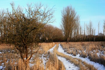 Winterly meadow in Germany with road and blue sky - 775082387