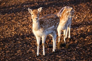 Two female sika deer (Cervus nippon) in sunlight - 775082513