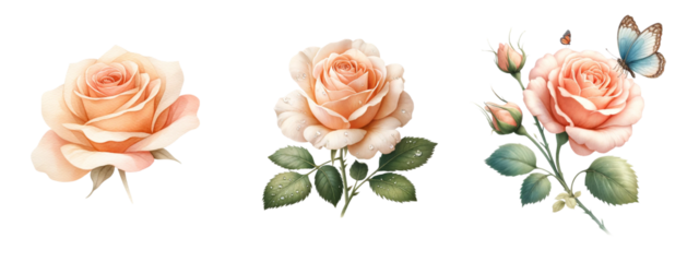 Peach Rose watercolor on white background