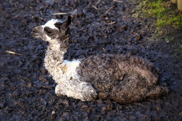 Llama (Lama glama) baby sitting alone on the ground - 775082540