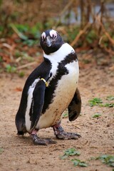 African penguin (Spheniscus demersus) standing in the sand, watching curiously