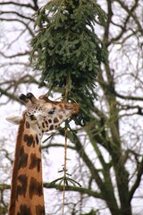 Northern Giraffe (Giraffa camelopardalis) feeding on pine tree, a leftover of christmas - 775082950