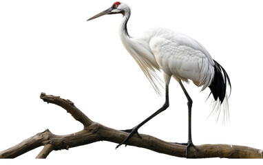 Obraz premium Wooden Branch Crane isolated on transparent Background