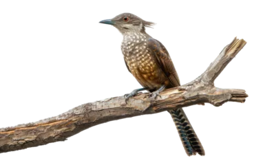 Fotobehang Woodland Watch: Cuckoo Nestled on Branch isolated on transparent Background © aneeb