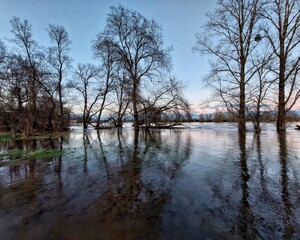 Flooded trees at the river Elbe in Germany
