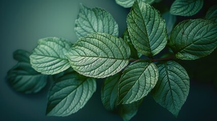 Close up shot of green leaf. top view. Generative AI. - obrazy, fototapety, plakaty