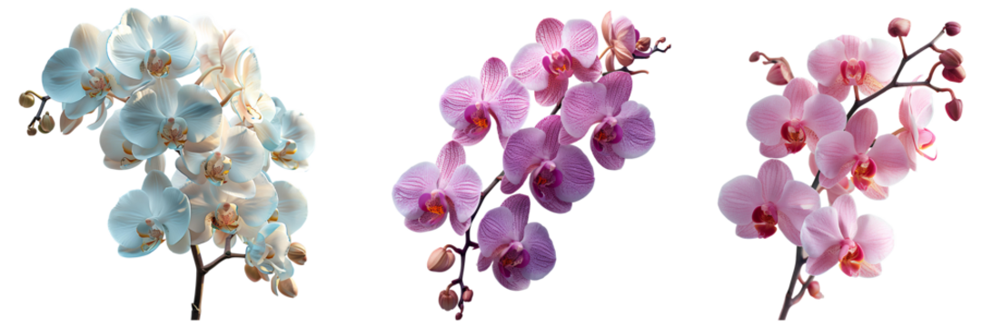 Orchid flower set PNG. Set of orchid flowers PNG. White orchid flower PNG. Pink flower top view. Fully bloomed pink and white orchid flower flat lay PNG