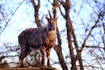 Naklejka na ściany i meble Alpine ibex (Capra ibex) standing on roof of a wooden shed