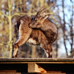 Alpine ibex (Capra ibex) grooming on roof of a wooden shed - 775088333