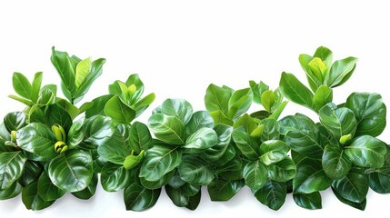 Green leaves of tropical plants, shrubby flower isolated on white background. Generative AI.