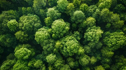 Aerial drone captures a scenic view of lush green forests, demonstrating the beauty of greenery and...