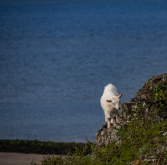 Walking around the Great Orme, Llandudno North wales