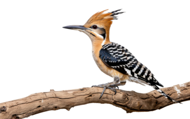 Perched Hoopoe on a Wooden Limb isolated on transparent Background