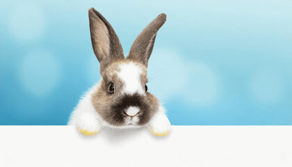 white rabbit on blue background. Very cute Easter bunny looking from a banner on a blue background