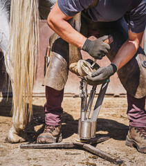 The farrier prepares the hoof for shoeing in a sunny day. The farrier trims and rasps off the...