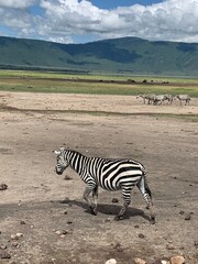 Zebras roaming freely in the Ngorongoro Crater, Tanzania