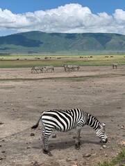 Zebras roaming freely in the Ngorongoro Crater, Tanzania