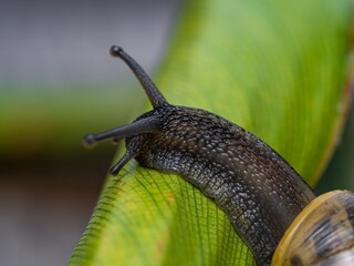 Big snail in shell crawling on road. Helix pomatia also Roman snail, Burgundy snail, edible snail or escargot. Close-up of a snail on a leaf, soft focus of Achatina snail