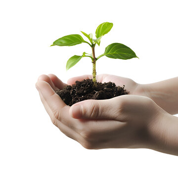Earth Day Initiative: Hands Holding a Plant Seedling, Emphasizing Tree Planting and Protection, Isolated on Transparent Background, PNG
