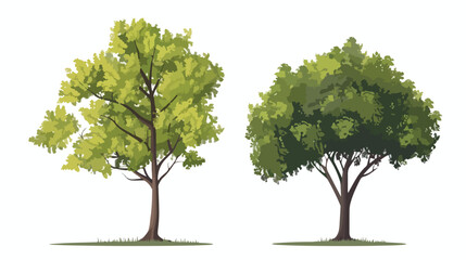 Deciduous tree flat vector isolated on white backgroud