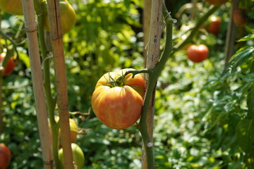 Big orange fleshy of beefsteak tomato growing  on a stem. On the background there are more tomato...