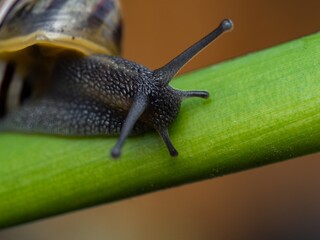 Big snail in shell crawling on road. Helix pomatia also Roman snail, Burgundy snail, edible snail or escargot. Close-up of a snail on a leaf, soft focus of Achatina snail