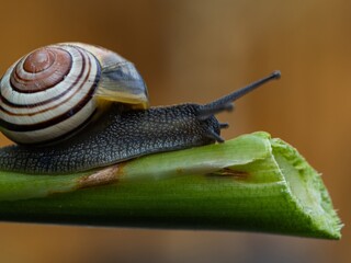 Big snail in shell crawling on road. Helix pomatia also Roman snail, Burgundy snail, edible snail or escargot. Close-up of a snail on a leaf, soft focus of Achatina snail