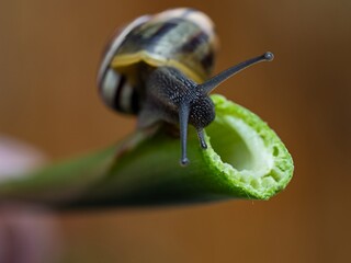 Big snail in shell crawling on road. Helix pomatia also Roman snail, Burgundy snail, edible snail or escargot. Close-up of a snail on a leaf, soft focus of Achatina snail