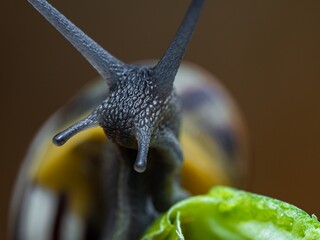 Big snail in shell crawling on road. Helix pomatia also Roman snail, Burgundy snail, edible snail or escargot. Close-up of a snail on a leaf, soft focus of Achatina snail