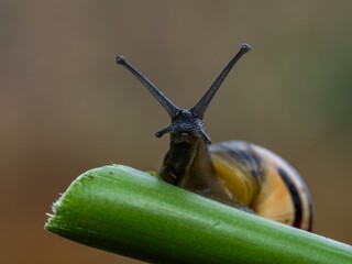 Big snail in shell crawling on road. Helix pomatia also Roman snail, Burgundy snail, edible snail or escargot. Close-up of a snail on a leaf, soft focus of Achatina snail