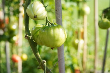 Big green fleshy of beefsteak tomato growing  on a stem. On the background there are more tomato...