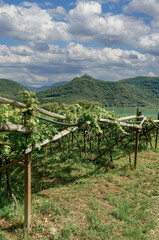 Vineyard at Lake Caldaro or Kalterer See in South Tirol close to Merano,Trentino,Italy - obrazy, fototapety, plakaty