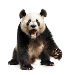 Giant panda baring teeth in a defensive stance - obrazy, fototapety, plakaty
