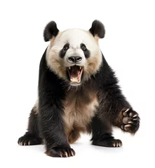 Fotobehang Giant panda baring teeth in a defensive stance © gearstd