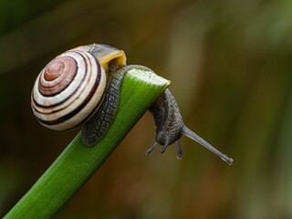Big snail in shell crawling on road. Helix pomatia also Roman snail, Burgundy snail, edible snail...