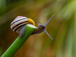 Big snail in shell crawling on road. Helix pomatia also Roman snail, Burgundy snail, edible snail or escargot. Close-up of a snail on a leaf, soft focus of Achatina snail