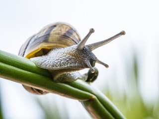 Big snail in shell crawling on road. Helix pomatia also Roman snail, Burgundy snail, edible snail or escargot. Close-up of a snail on a leaf, soft focus of Achatina snail