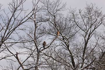 These beautiful red-shouldered hawks were up in the tree together. The one coming over to the other...