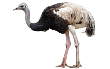 Foto op Plexiglas The Enigmatic Ostrich: Nature's Curious Creation isolated on transparent Background © aneeb
