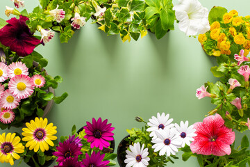Spring decoration of a home balcony or terrace with flowers, frame from Osteospermum and Calceolaria, Mimulus and Petunia and Hedera on a green background, home gardening and hobbies, biophilic design