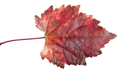 Leafy Border Encompassing a Red Vineyard isolated on transparent Background
