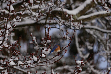 This beautiful bluebird sat perched in the branches of the tree. His bright blue colors standing...