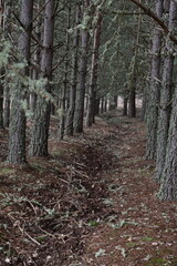 Fototapeta premium Sierra de la Culebra (Villardeciervos)
