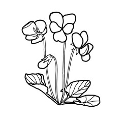 Veilchen - Stilisierte Geburtsblume als Linienzeichnung in weißem Kreis auf transparentem Untergrund für die verwendung als Label oder Button