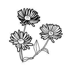 Aster - Stilisierte Geburtsblume als Linienzeichnung in weißem Kreis auf transparentem Untergrund für die verwendung als Label oder Button